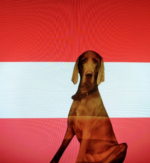 Hundeurlaub in Österreich auf hundetravel.com