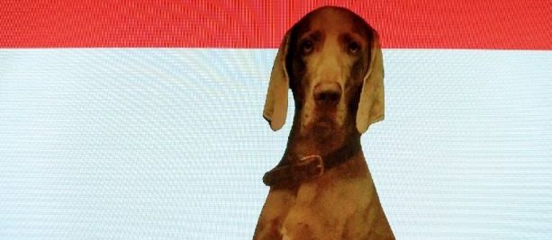 Einreise Österreich mit Hund Hundetravel Urlaub mit Hund
