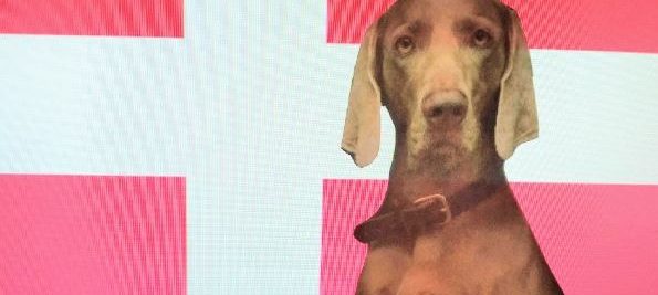 Einreise Dänemark mit Hund Hundetravel Urlaub mit Hund