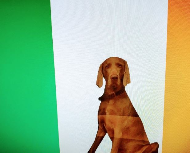 Urlaub mit Hund Irland